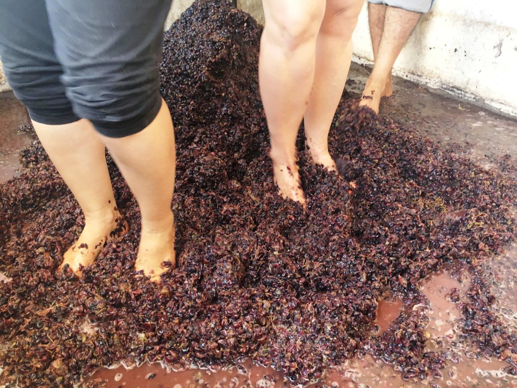 From stomp to sip wine making and cooking family experience Chania Crete kids love greece activities for families