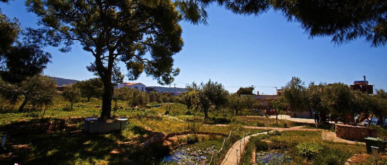 Olive Oil Tasting Family Workshop kidslovegreece Athens Greece private experience premium quality