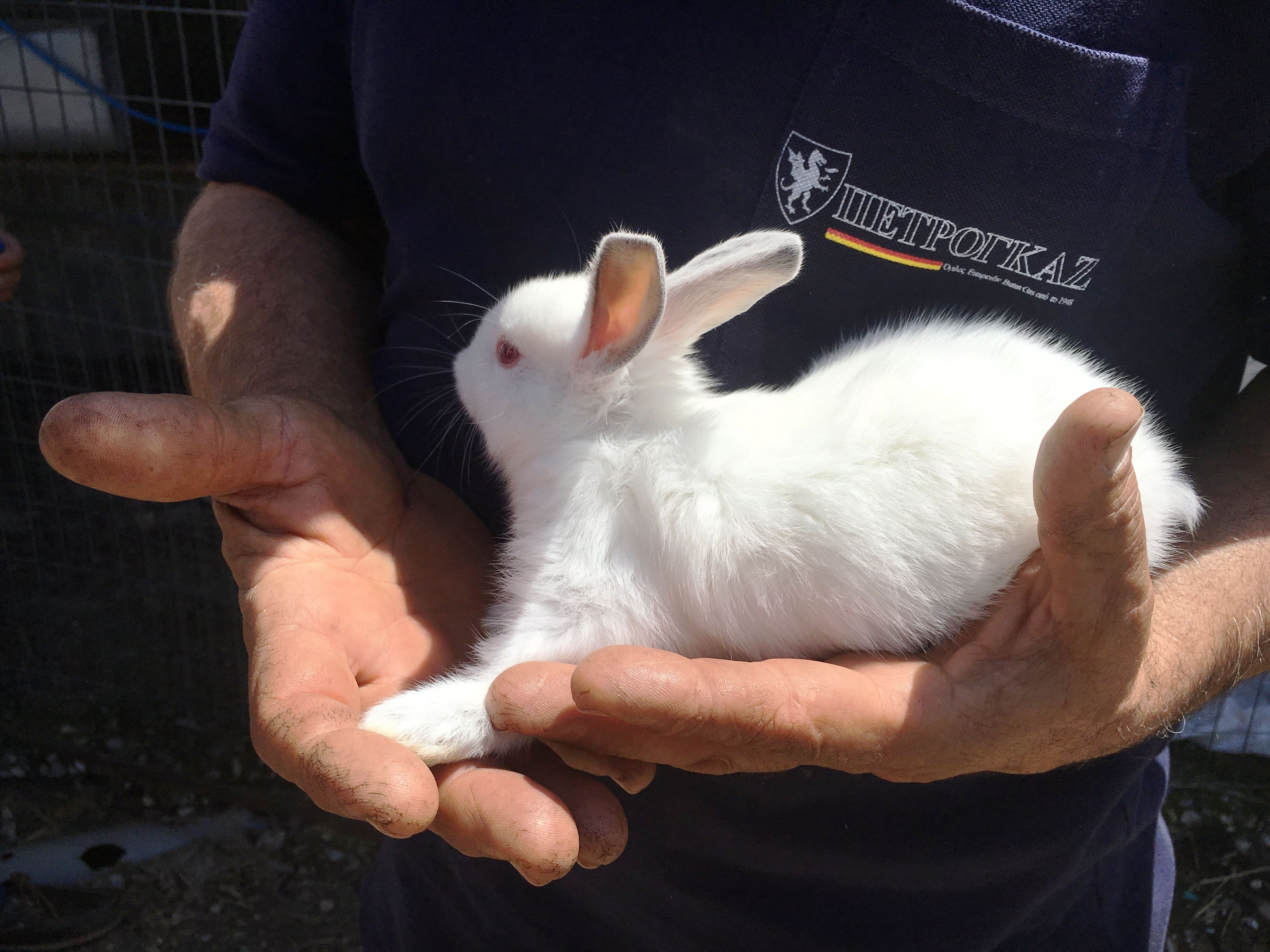 kids love greece rural and bygone Crete family experience activities for families family friendly tours Chania Rethymno