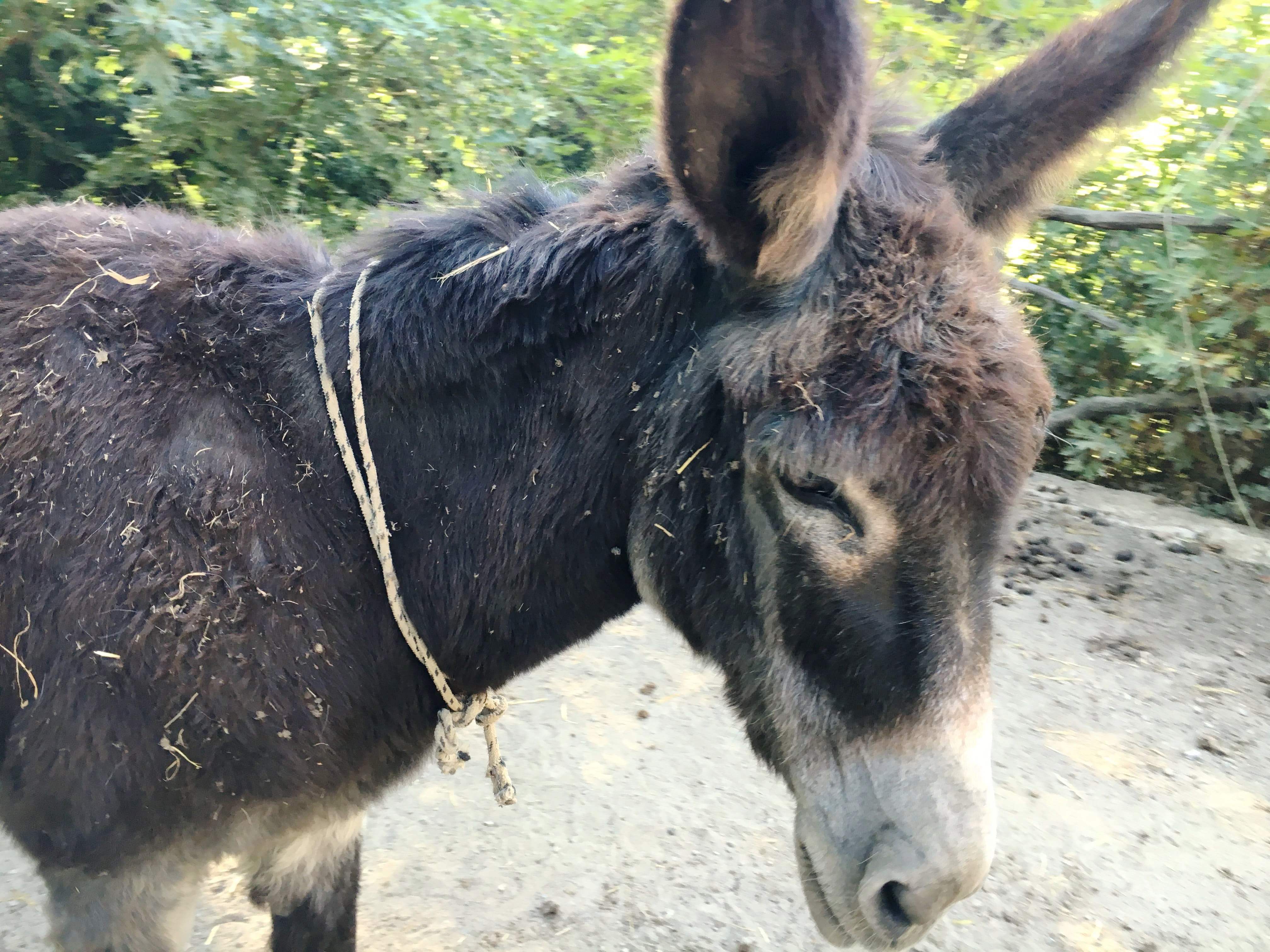 Rethymno kids love greece rural and bygone Crete family experience Chania activities for families family friendly tours