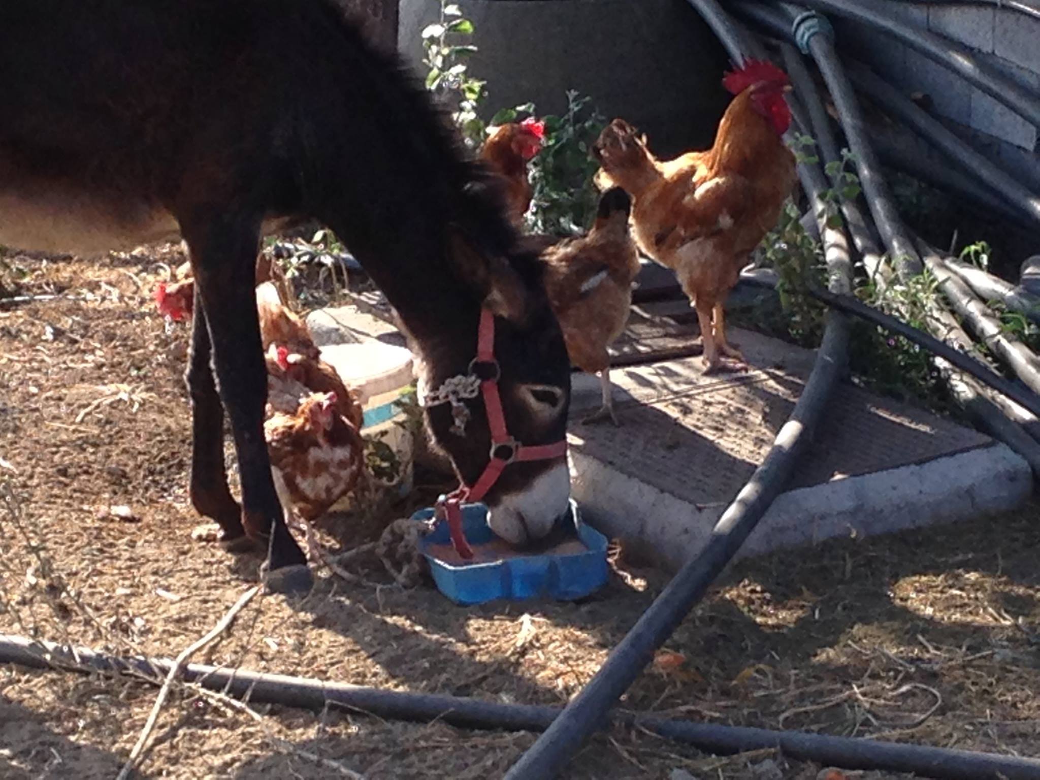 kids love greece family visit to an animal and organic farm on mykonos Cyclades activities for families greek culture