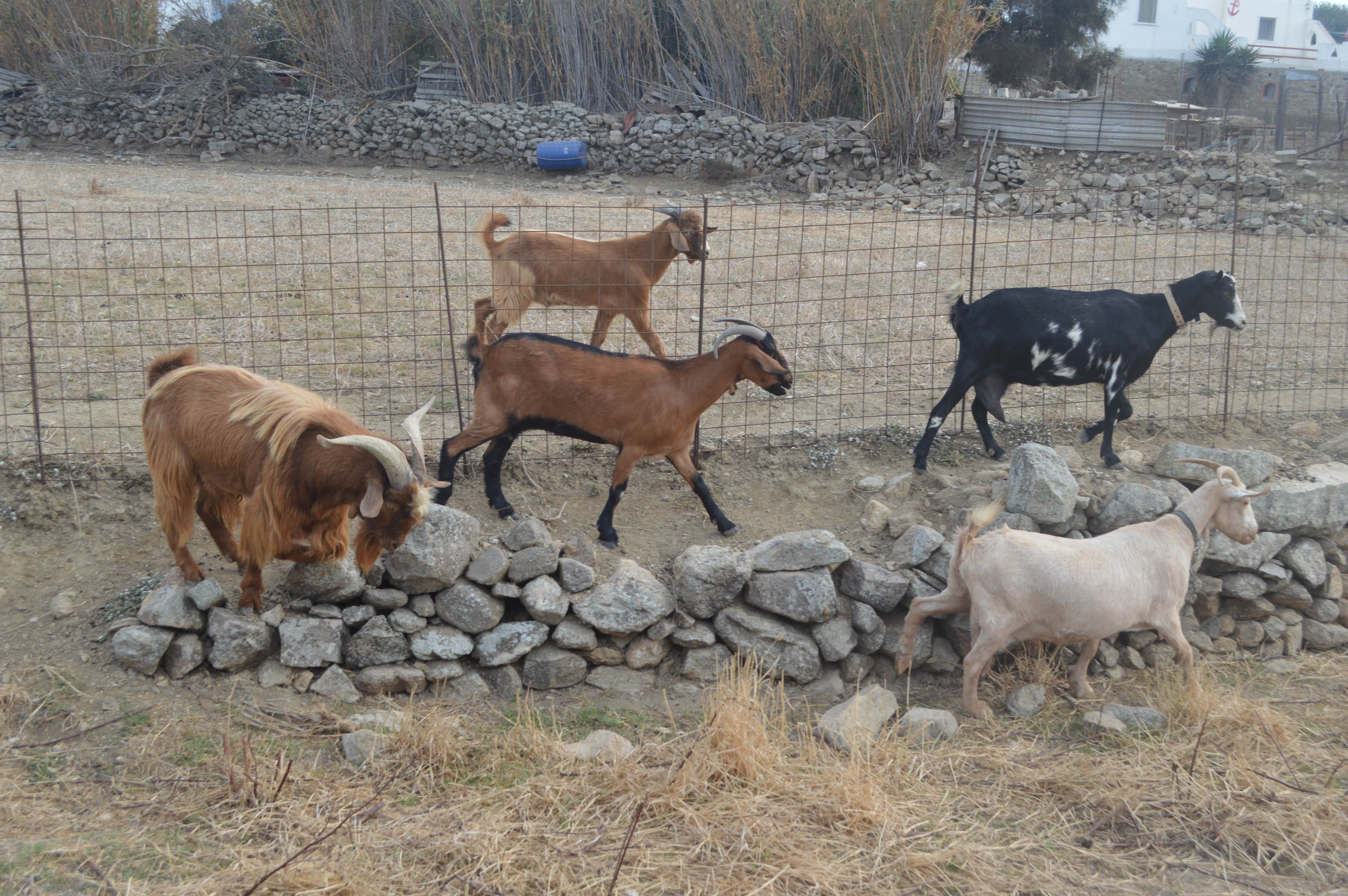 greek culture family visit to an animal and organic farm on mykonos activities for families kids love greece Cyclades