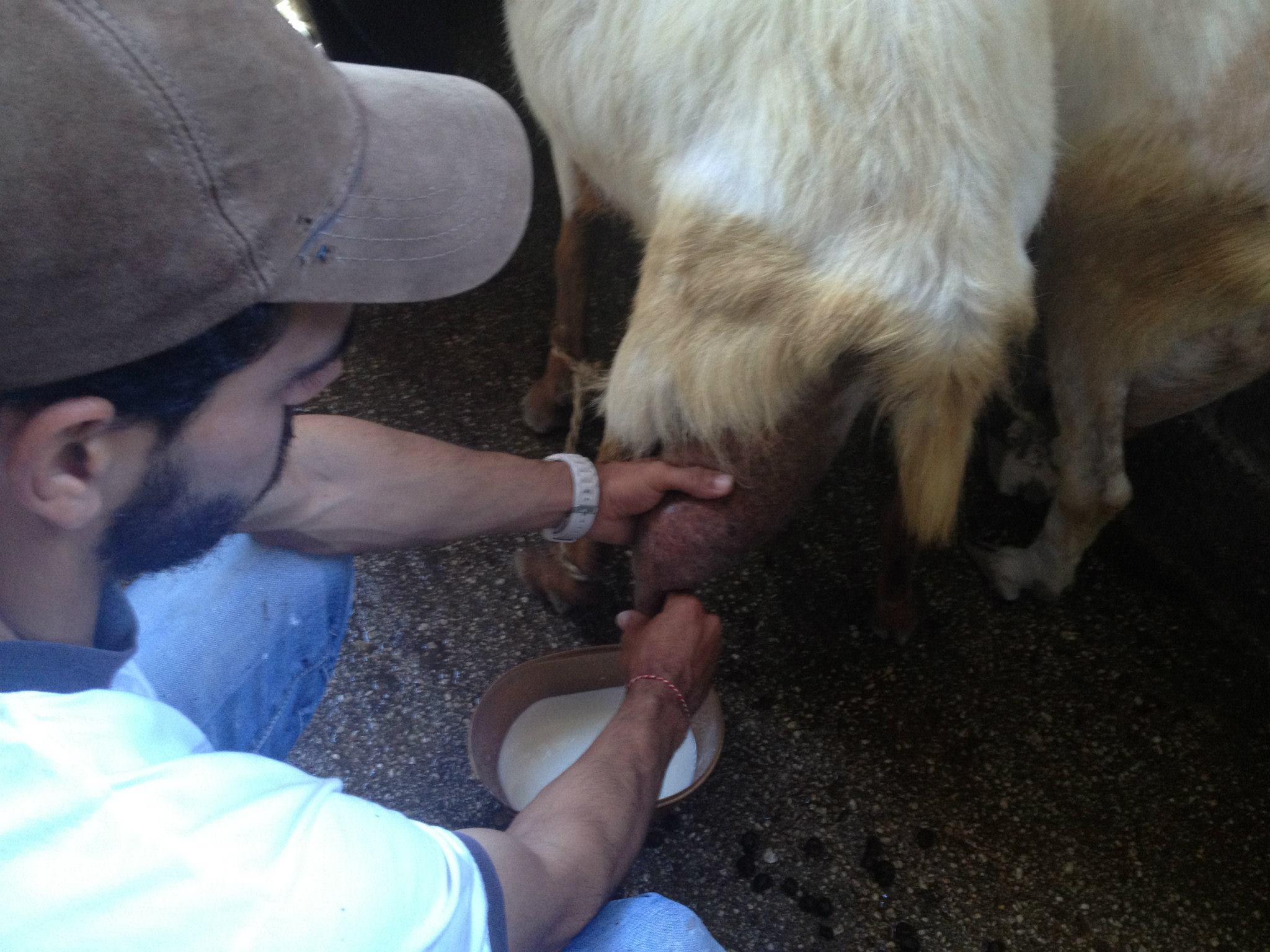 Cyclades family visit to an animal and organic farm on mykonos greek culture kids love greece activities for families