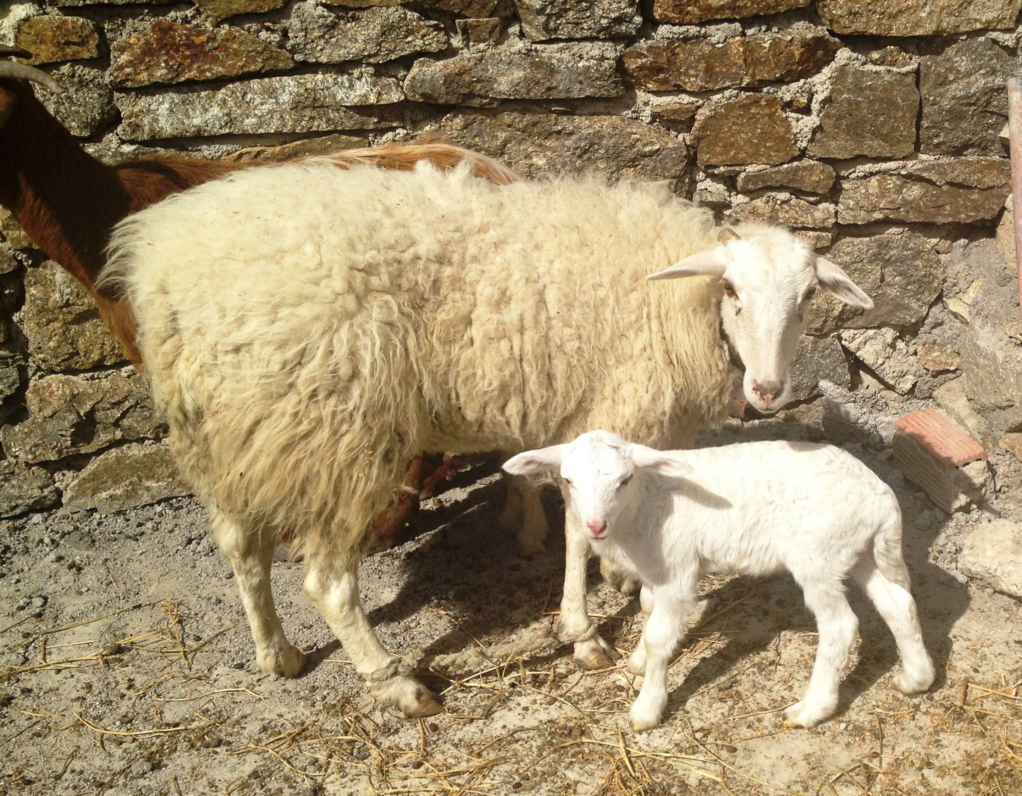 family visit to an animal and organic farm on mykonos Cyclades kids love greece activities for families greek culture